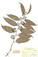 藏品(菝葜屬)的圖片